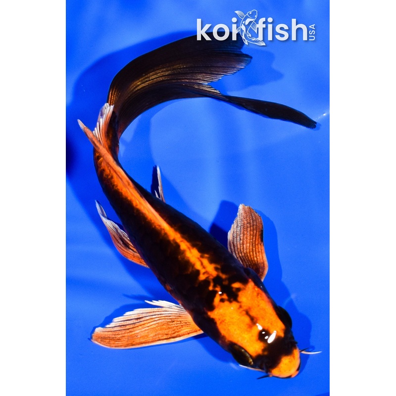 5.5" ARAGOKE DOITSU ORENJI MATSUBA BUTTERFLY