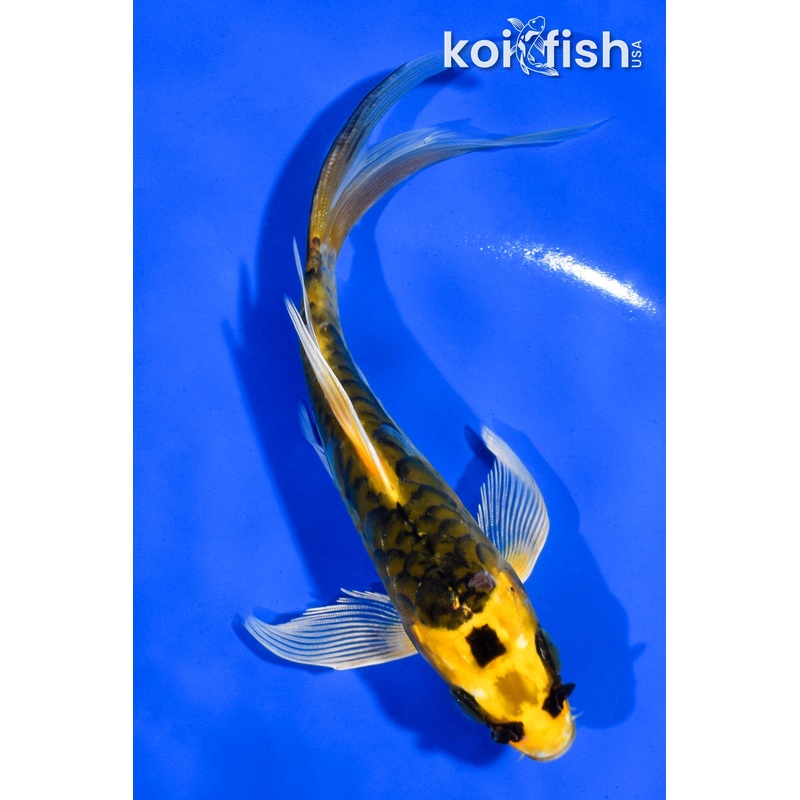 5.5" ARAGOKE KI MATSUBA BUTTERFLY
