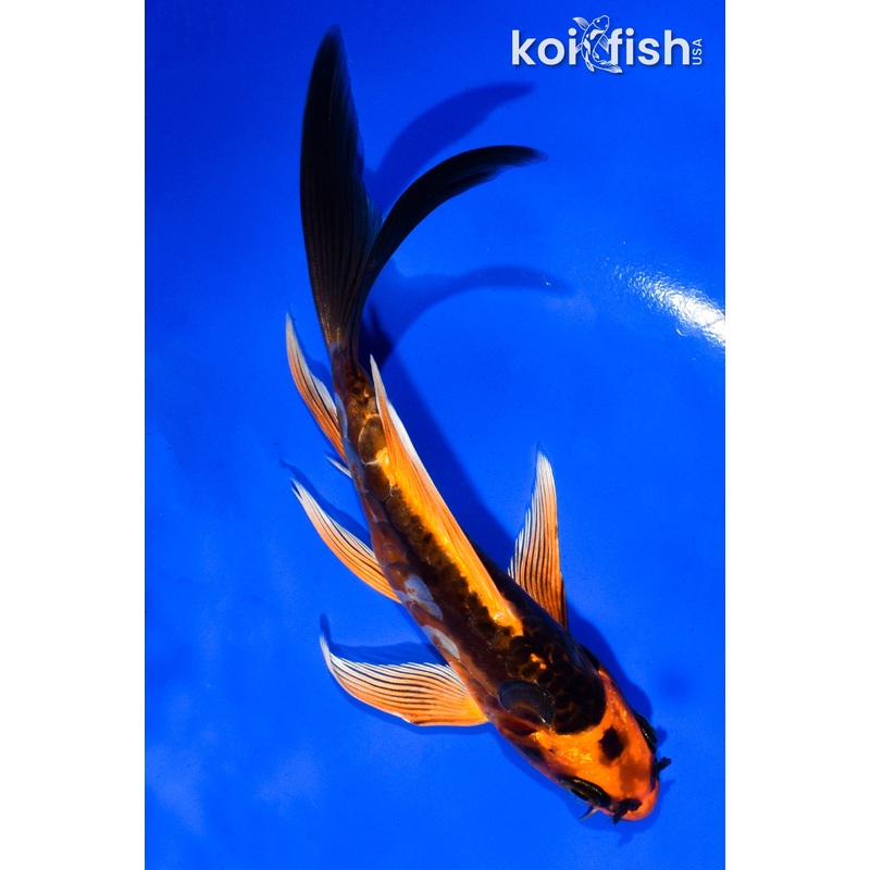 5.5" ARAGOKE ORENJI MATSUBA BUTTERFLY