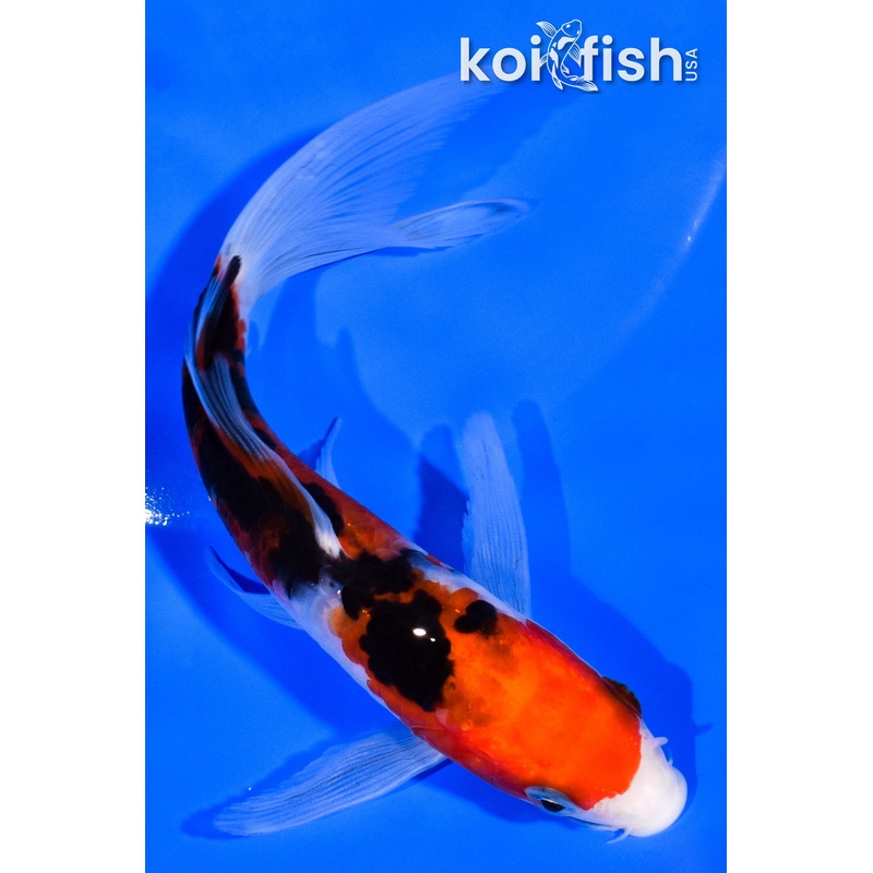 5.5" DOITSU SANKE BUTTEFLY