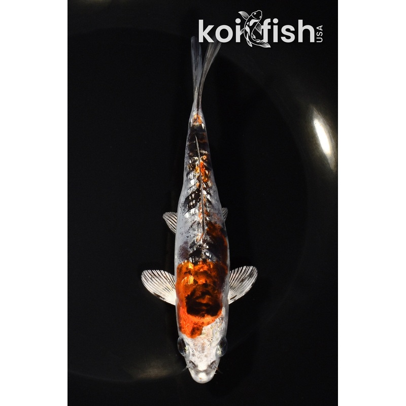 5.5" GINRIN HEISEI NISHIKI