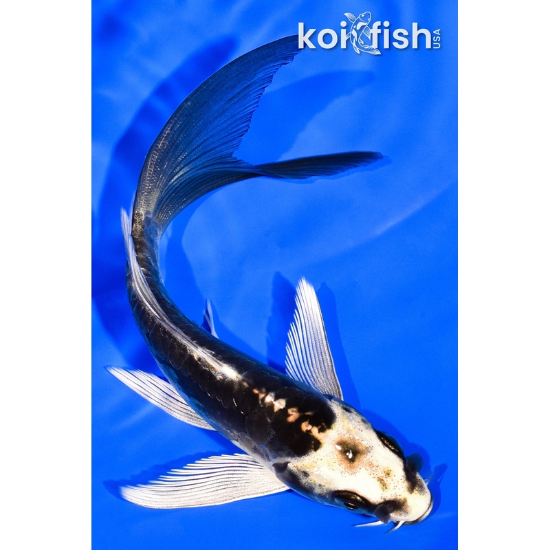 5.5" KIN KIKOKURYU BUTTERFLY