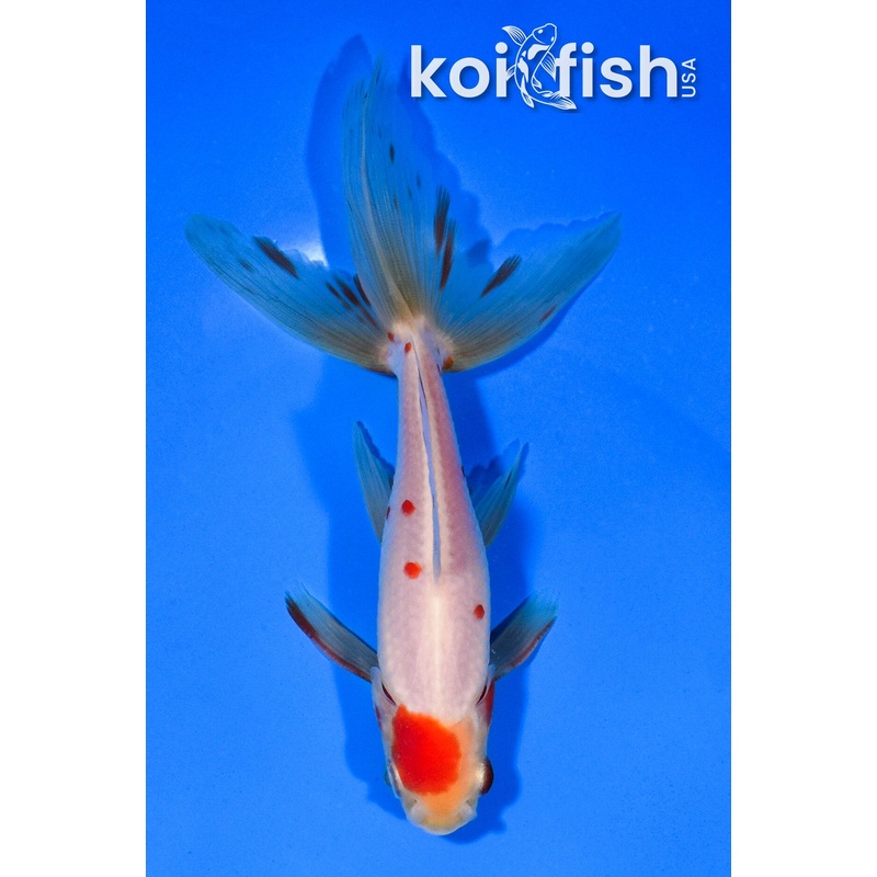 5.5" MARUTEN WAKIN GOLDFISH
