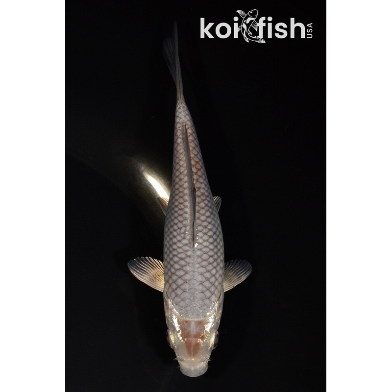 5.5" METALLIC SOROGOI