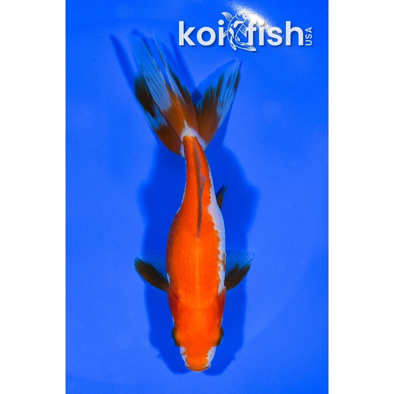5.5" WAKIN GOLDFISH