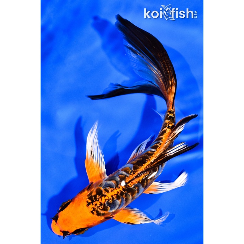 5.75" ARAGOKE BENI KIKOKURYU BUTTERFLY