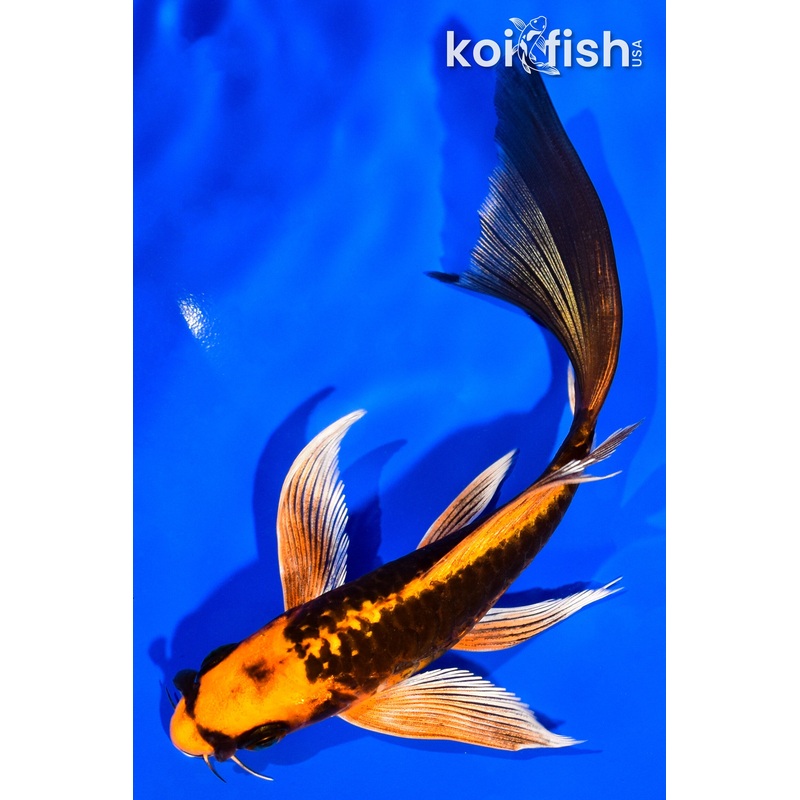 5.75" ARAGOKE ORENJI MATSUBA BUTTERFLY
