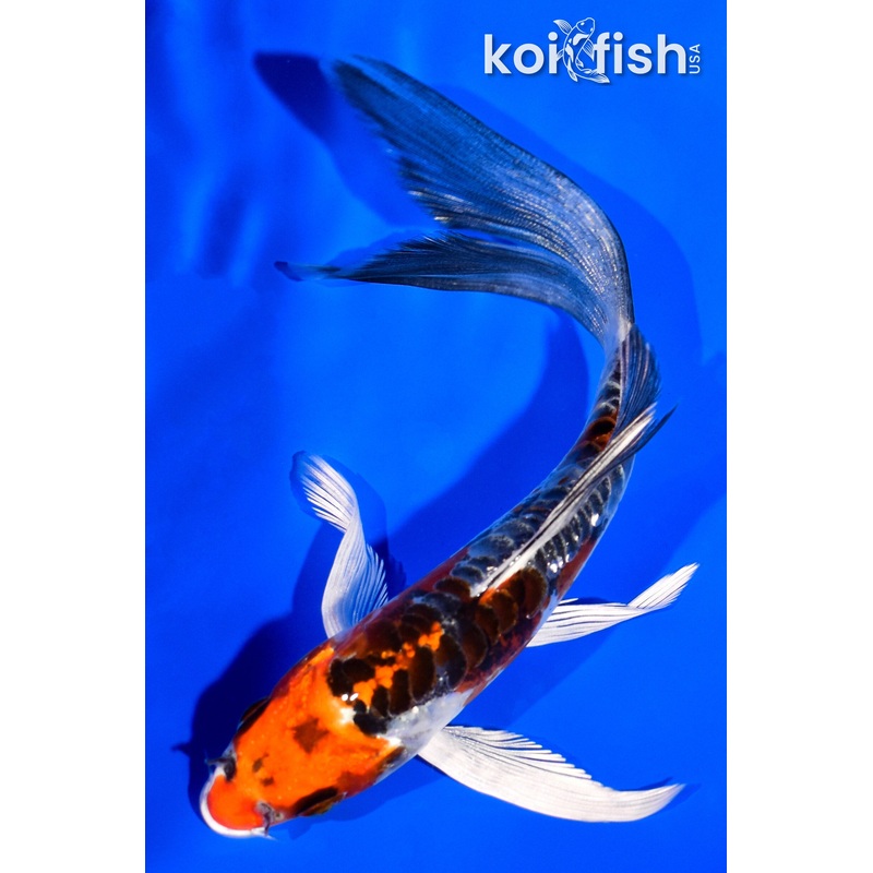 5.75" BENI KIKOKURYU BUTTERFLY