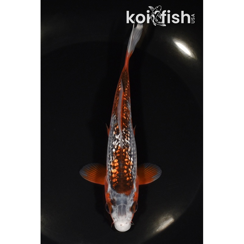 5.75" GINRIN HI ASAGI