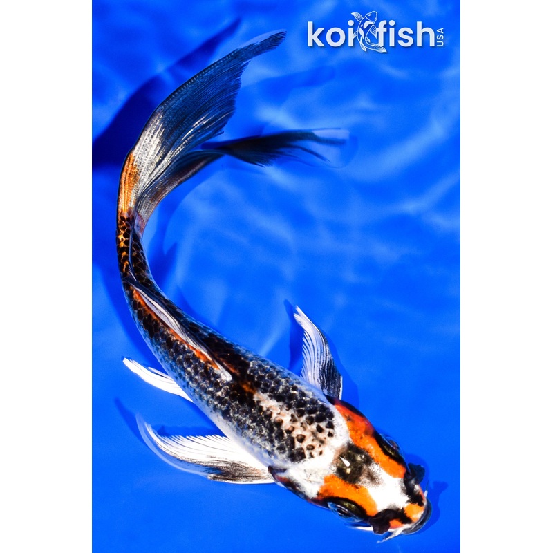 5.75" METALLIC BENI GINGA BUTTERFLY