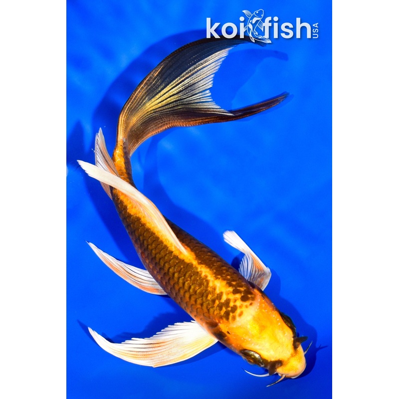 5.75" ORENJI MATSUBA BUTTERFLY