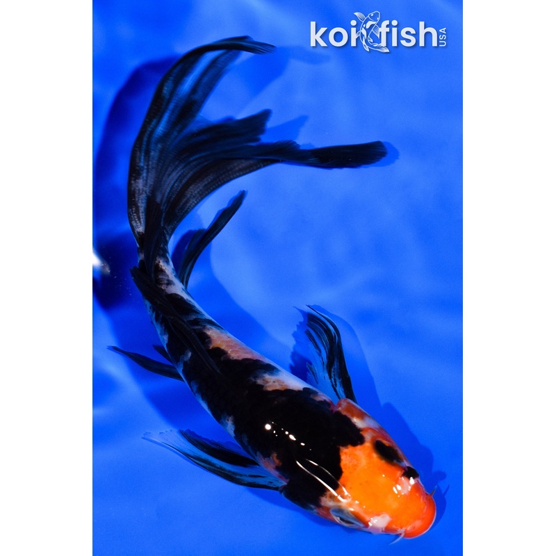5.75" SANKE BUTTERFLY
