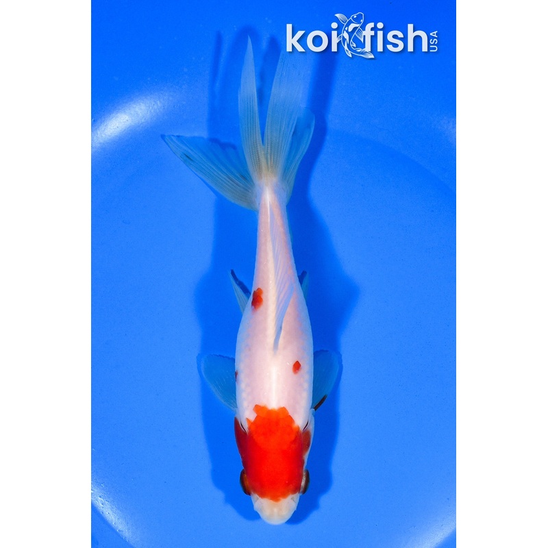 5.75" SARASA WAKIN GOLDFISH