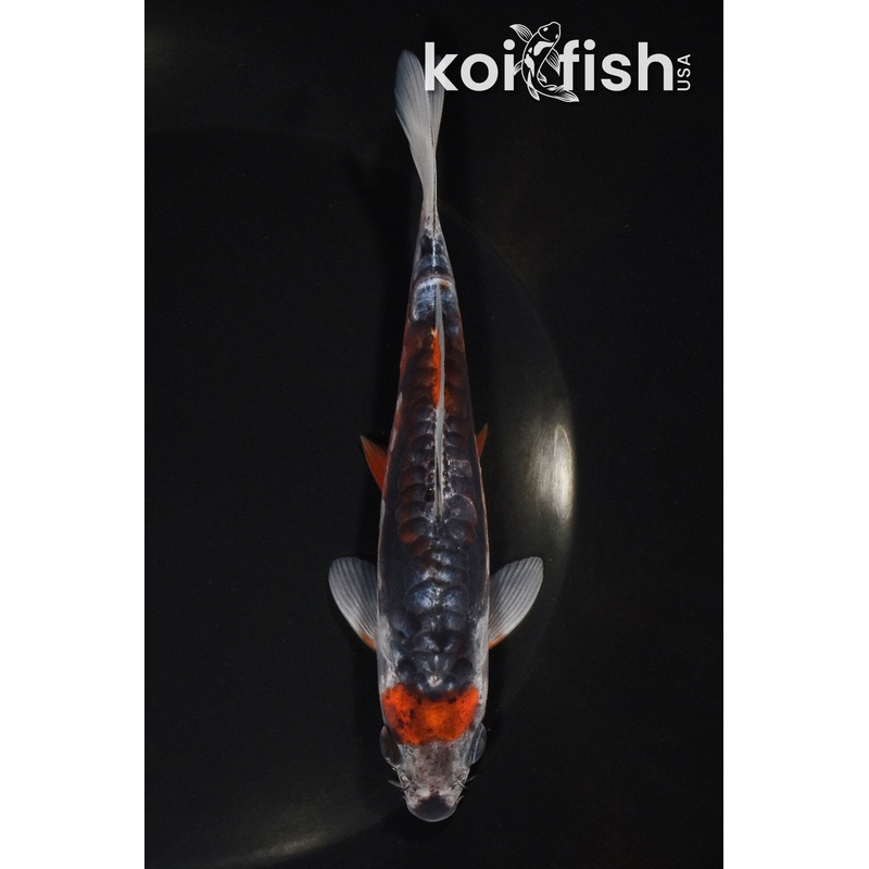 5.75" SHUSUI