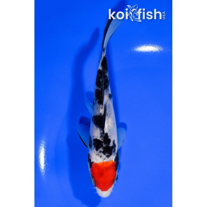 5.75" TANCHO SANKE