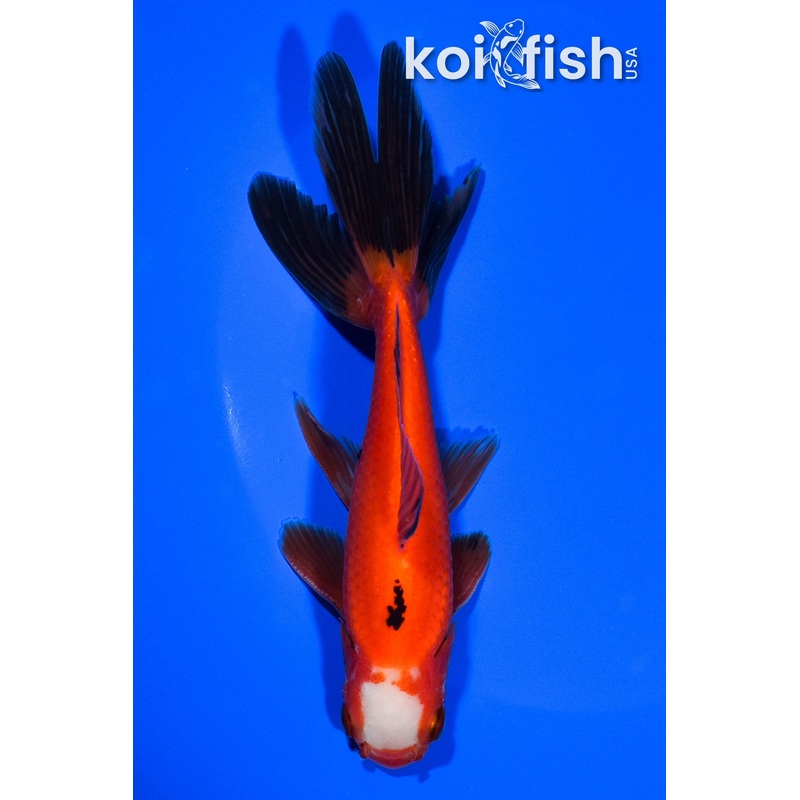 5.75" WAKIN GOLDFISH