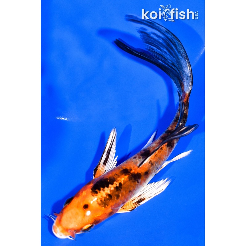 5.75" YAMATO NISHIKI BUTTERFLY