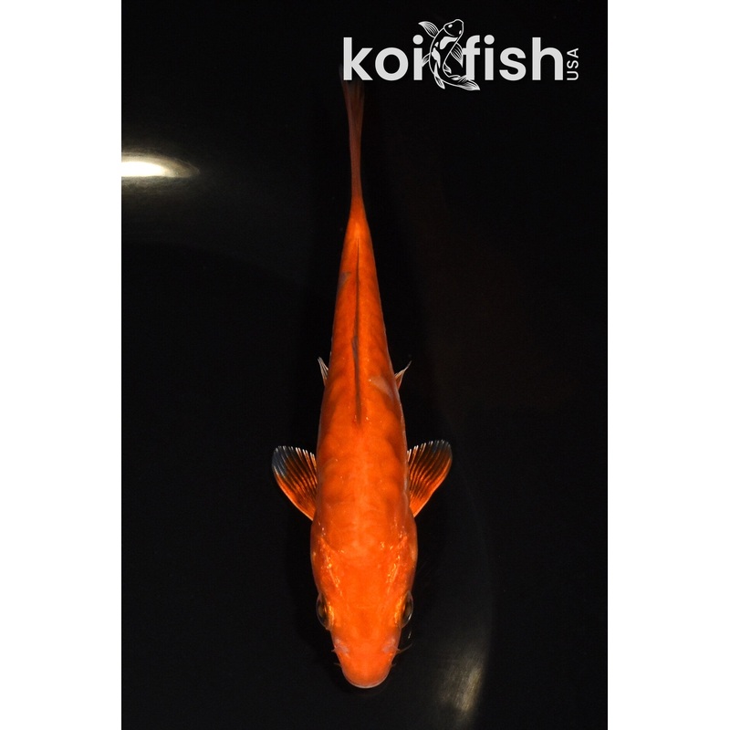 5" DOITSU CHAGOI
