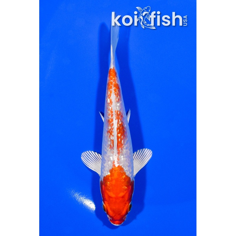 5" GINRIN HARIWAKE