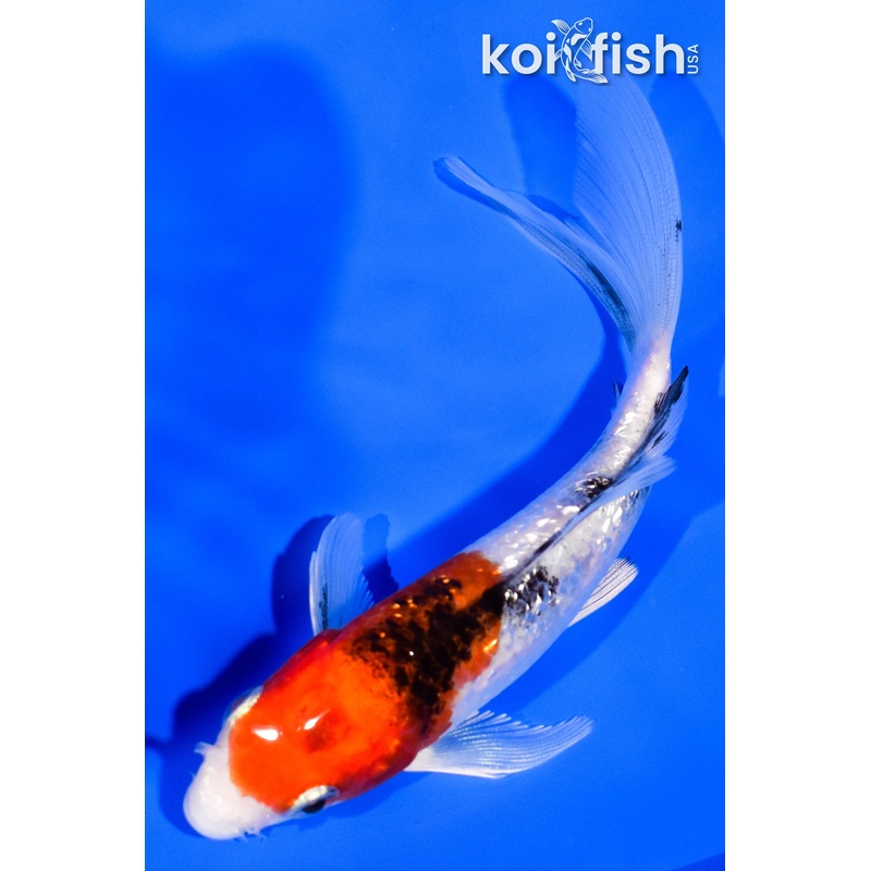 5" GINRIN YAMATO NISIKI BUTTERFLY