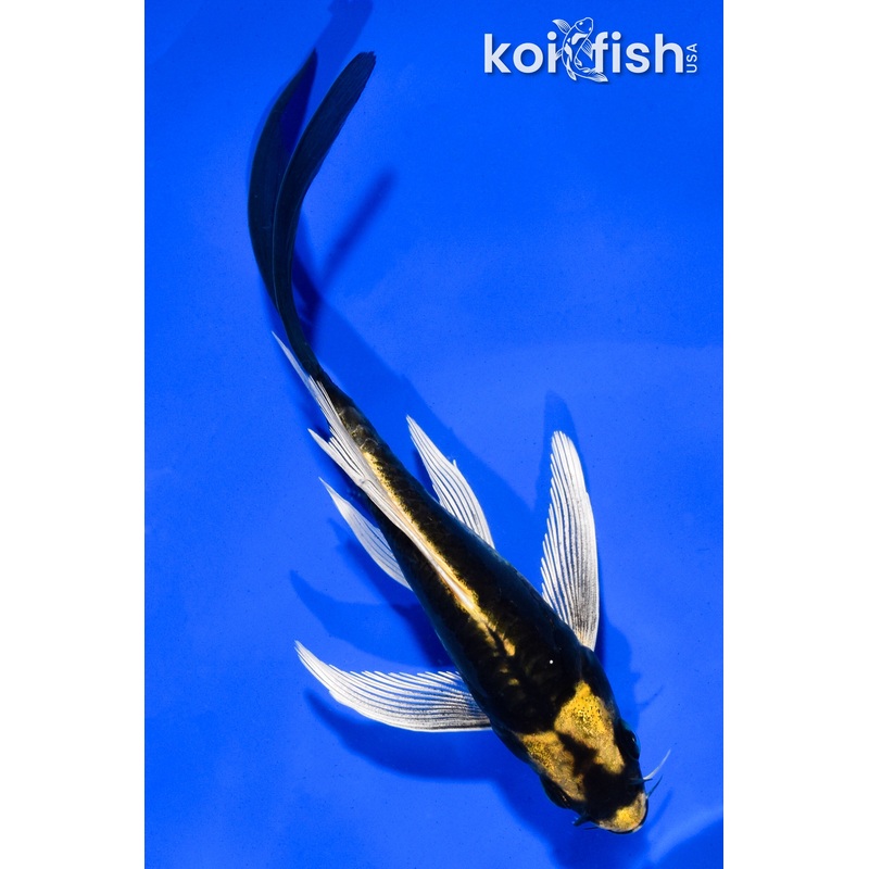 5" KABUTOBUTTERFLY
