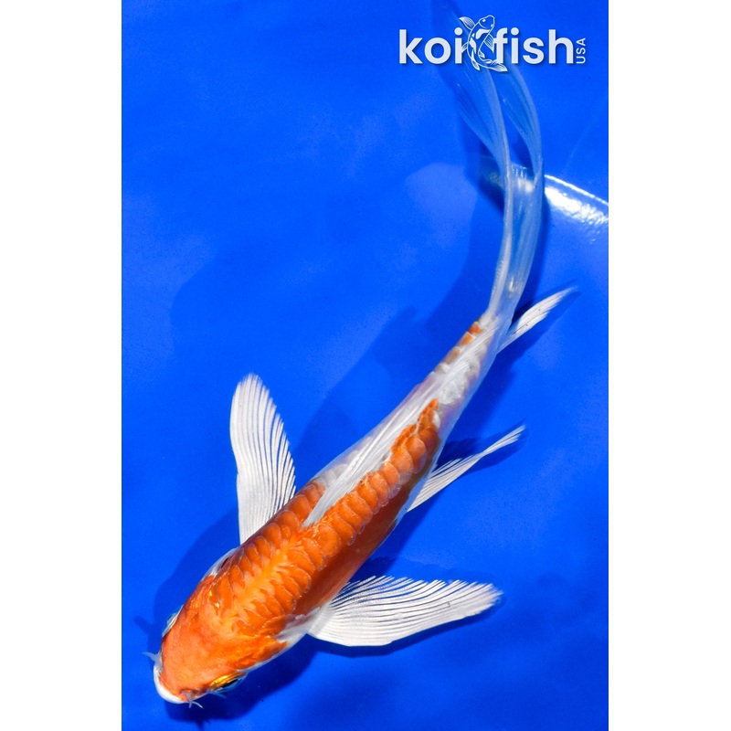 5" KIKUSUI BUTTERFLY
