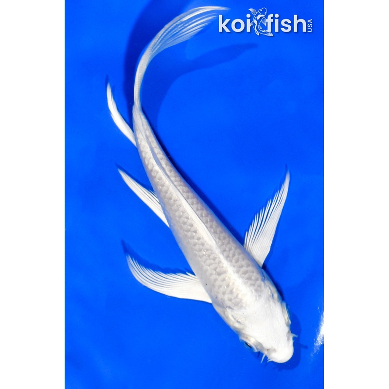 5" PLATINUM OGON BUTTERFLY