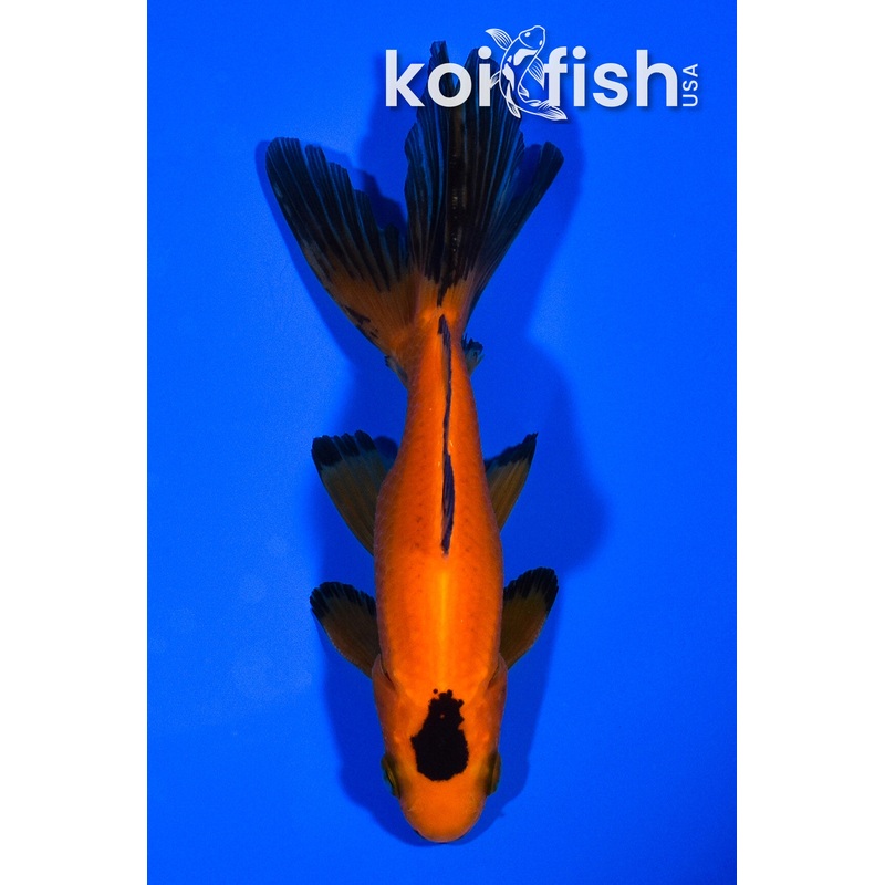 5" WAKIN GOLDFISH