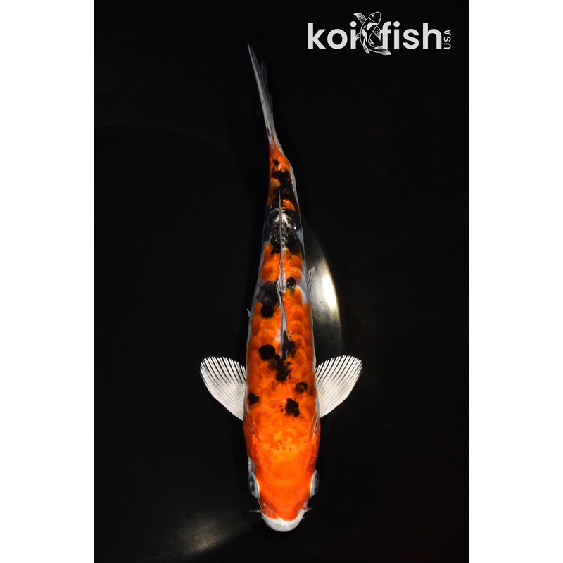 6.25" HEISEI NISHIKI