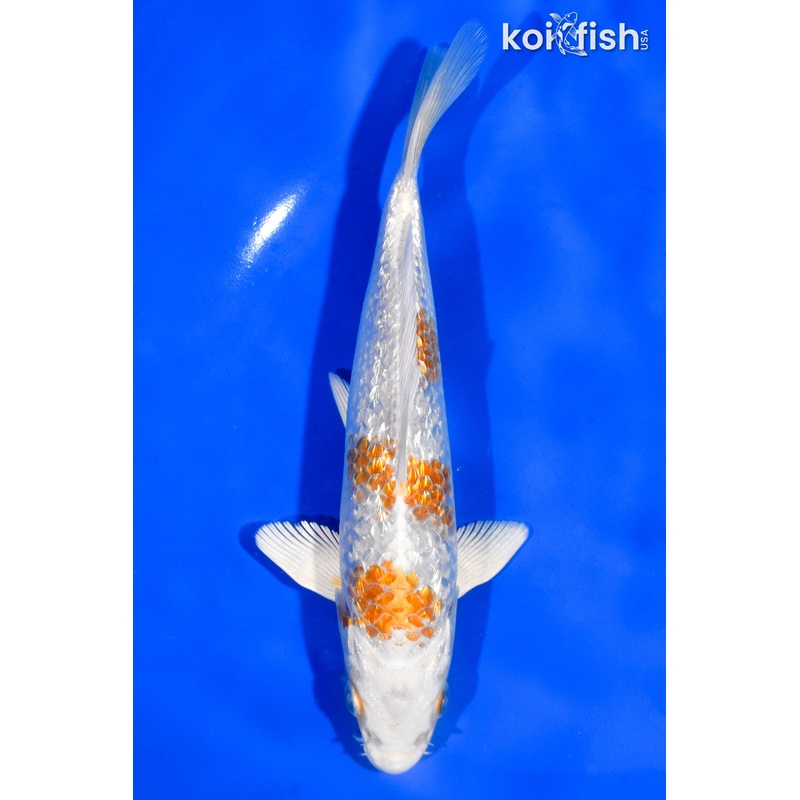 6.5" GINRIN HARIWAKE
