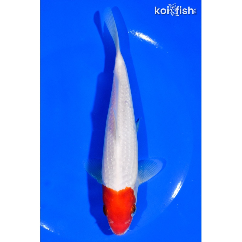 6.5" HOODED TANCHO KOHAKU