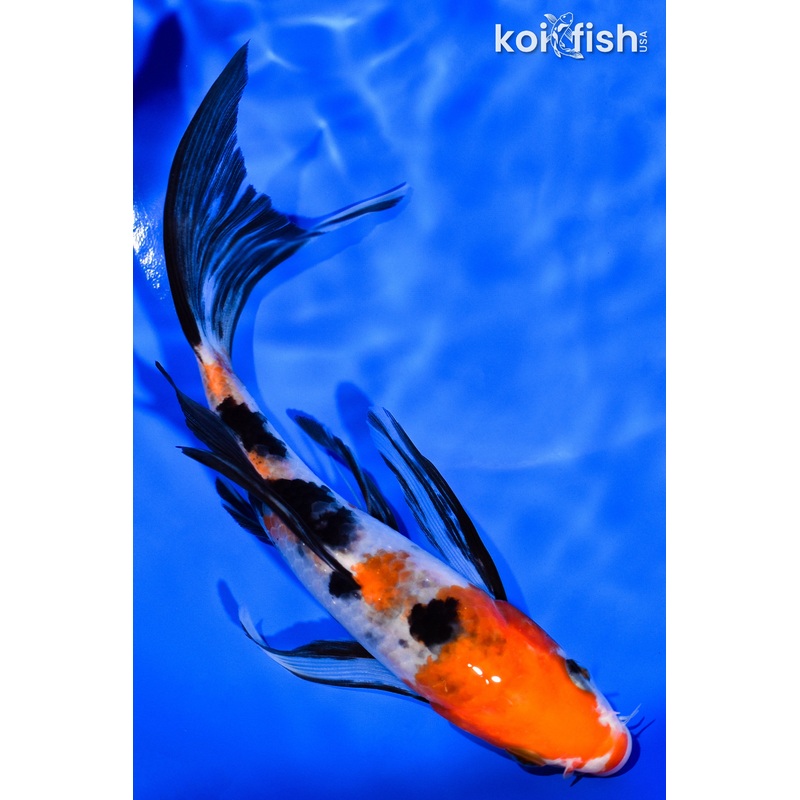 6.5" SANKE BUTTERFLY