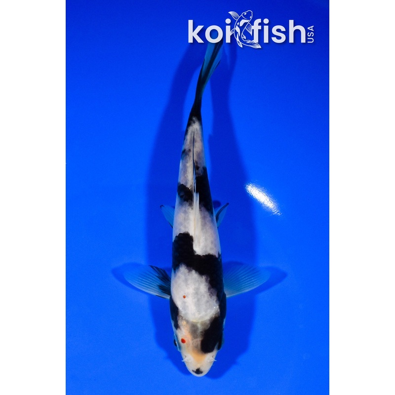 6.5" SHIRO UTSURI