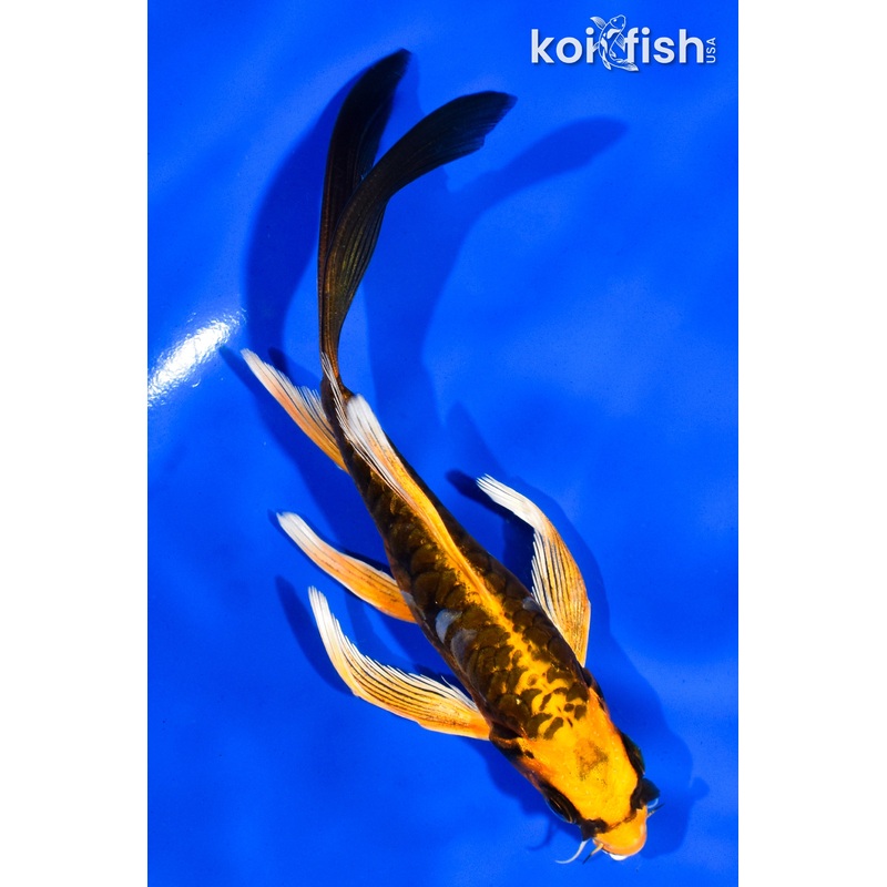 6" ARAGOKE ORENJI MATSUBA BUTTERFLY