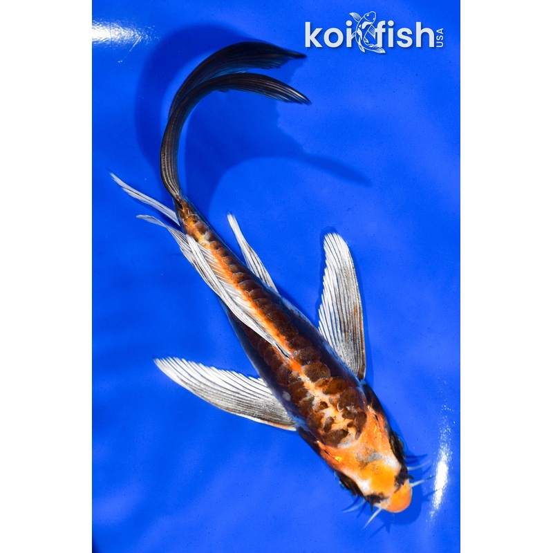 6" BENI KIKOKURYU BUTTERFLY