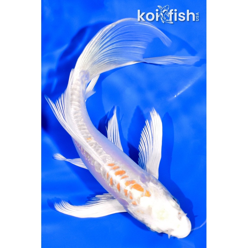 6" DOITSU HARIWAKE BUTTERFLY