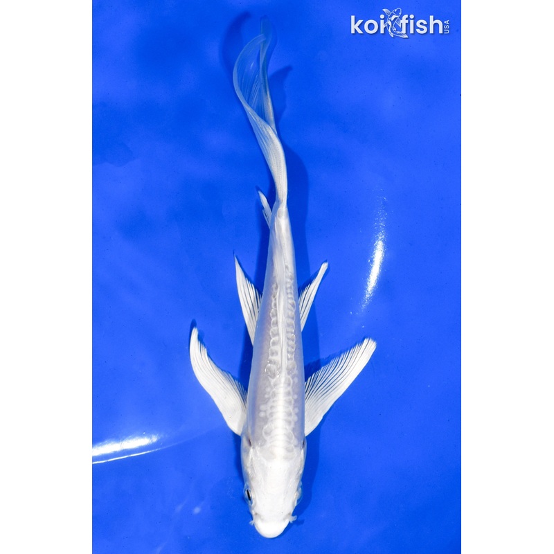 6" DOITSU PLATINUM OGON BUTTERFLY