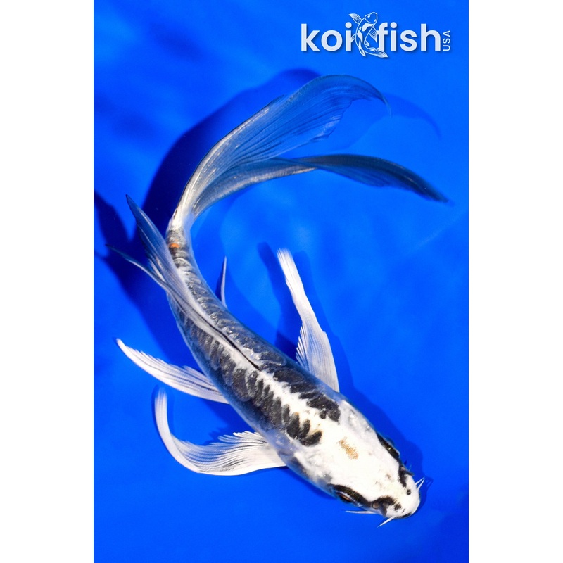 6" KIKOKURYU BUTTERFLY