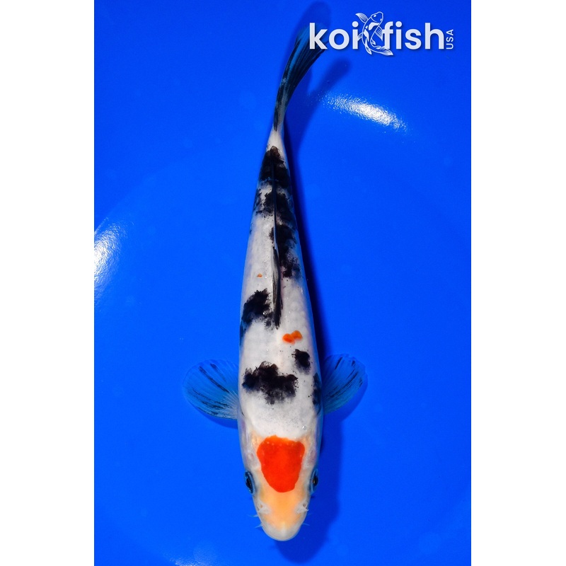 6" MARUTEN SANKE