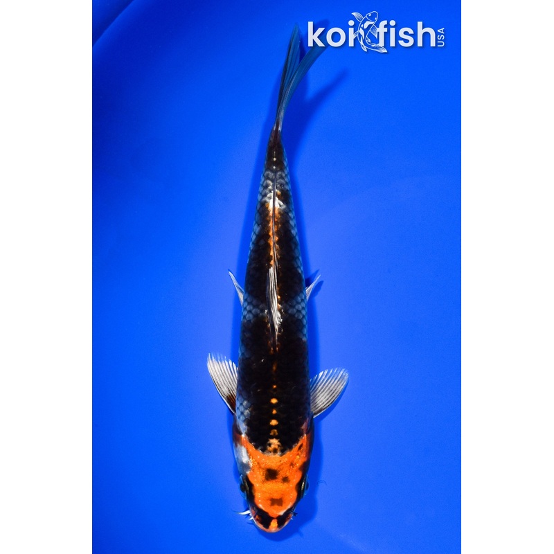 7.25" BENI GINGA