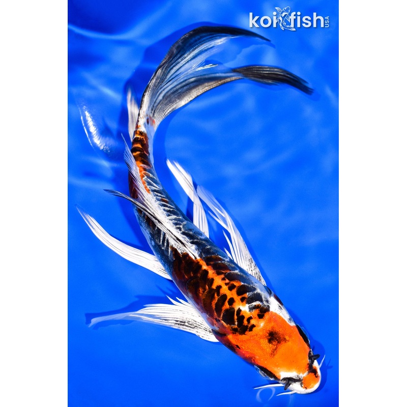 7.25" BENI KIKOKURYU BUTTERFLY