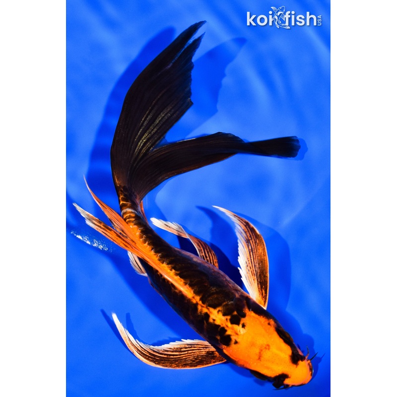 7.25" DOITSU ORENJI MATSUBA BUTTERFLY