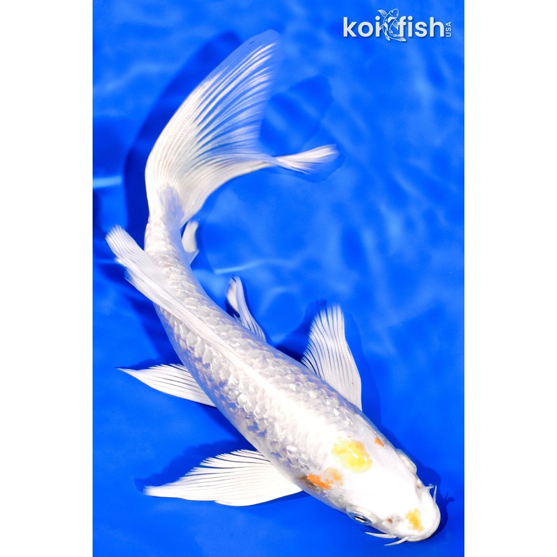 7.25" GINRIN HARIWAKE BUTTERFLY