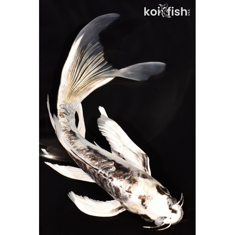 7.25" GINRIN KIKOKURYU BUTTERFLY