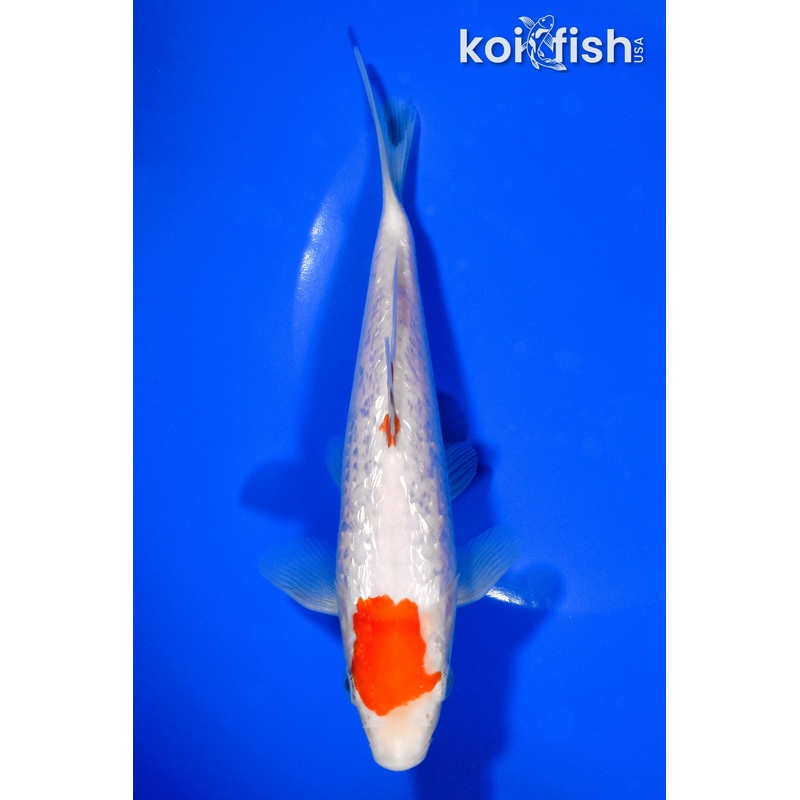 7.25" GINRIN KOHAKU