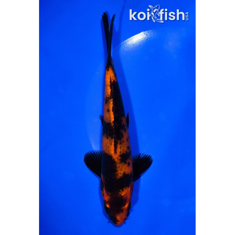 7.25" HI UTSURI