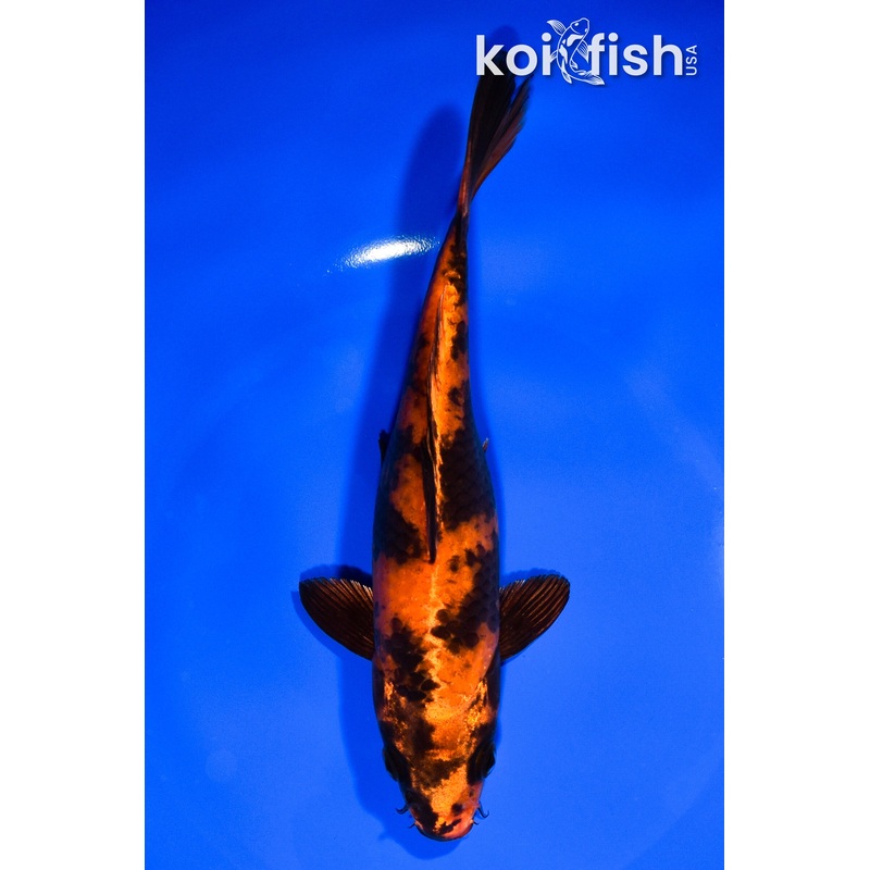 7.25" KIN HI UTSURI