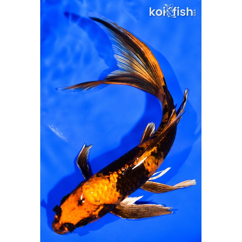 7.25" KIN HI UTSURI BUTTERFLY