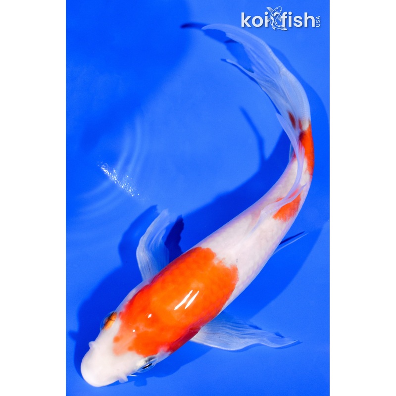7.25" SANDAN KOHAKU BUTTERFLY