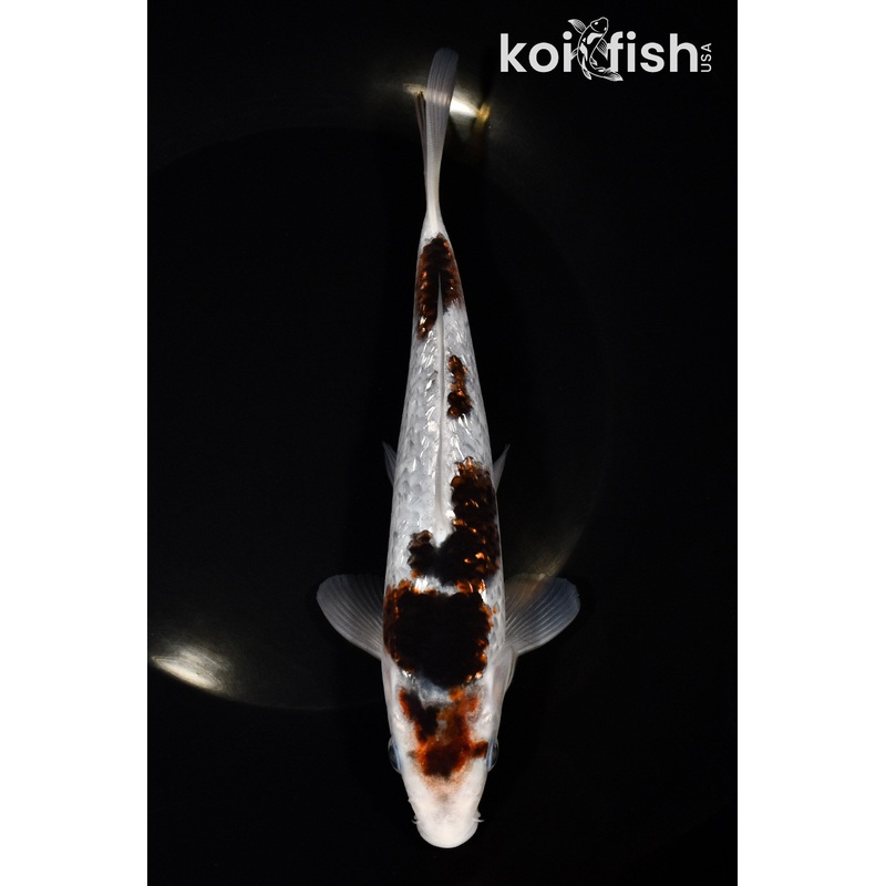 7.5" GINRIN GOROMO